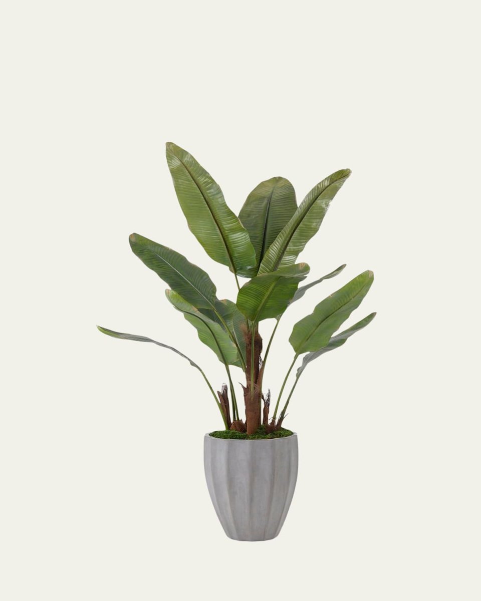 New Banana Tree